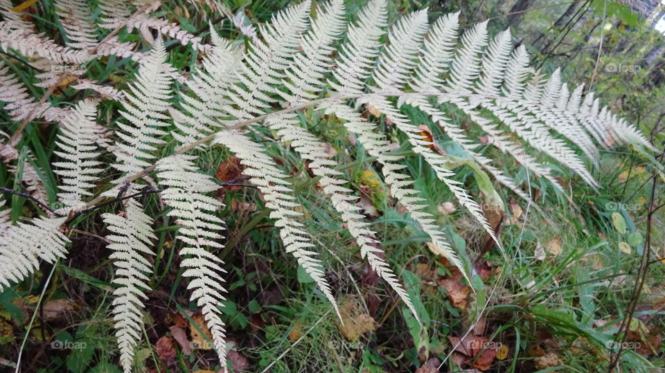 ferns are the oldest inhabitants of our planet. They inhabited the earth long before the appearance of man. In those early times the ferns were like trees and were freely located on all continents of the earth, except perhaps Antarctica