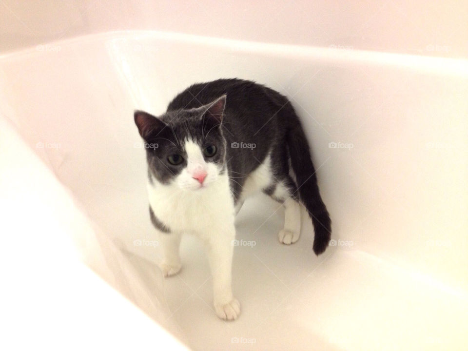 Dapper Cat in Bathtub