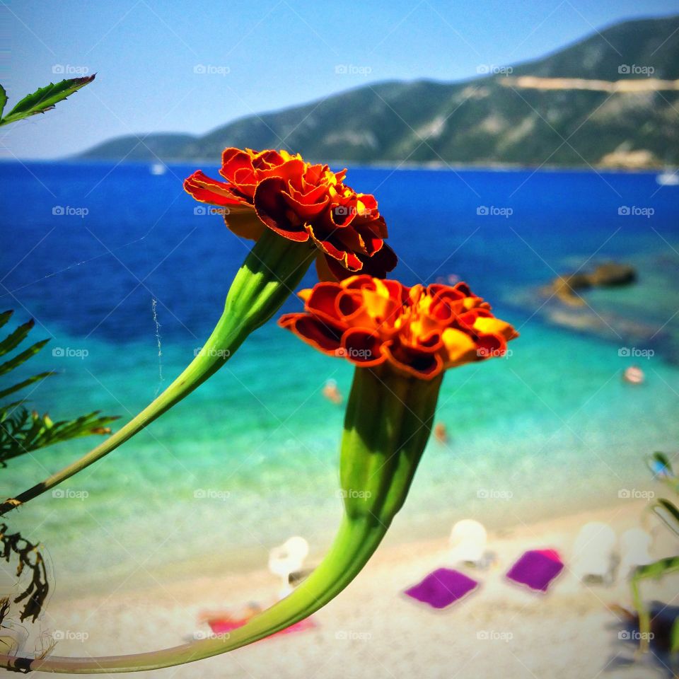 Ocean flowers