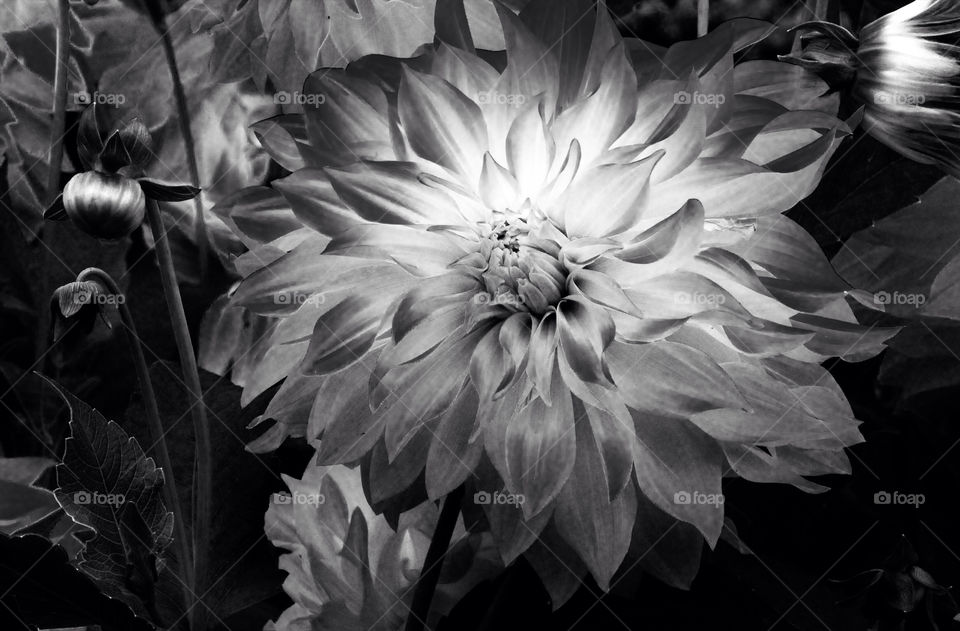nature flower macro bw by resnikoffdavid