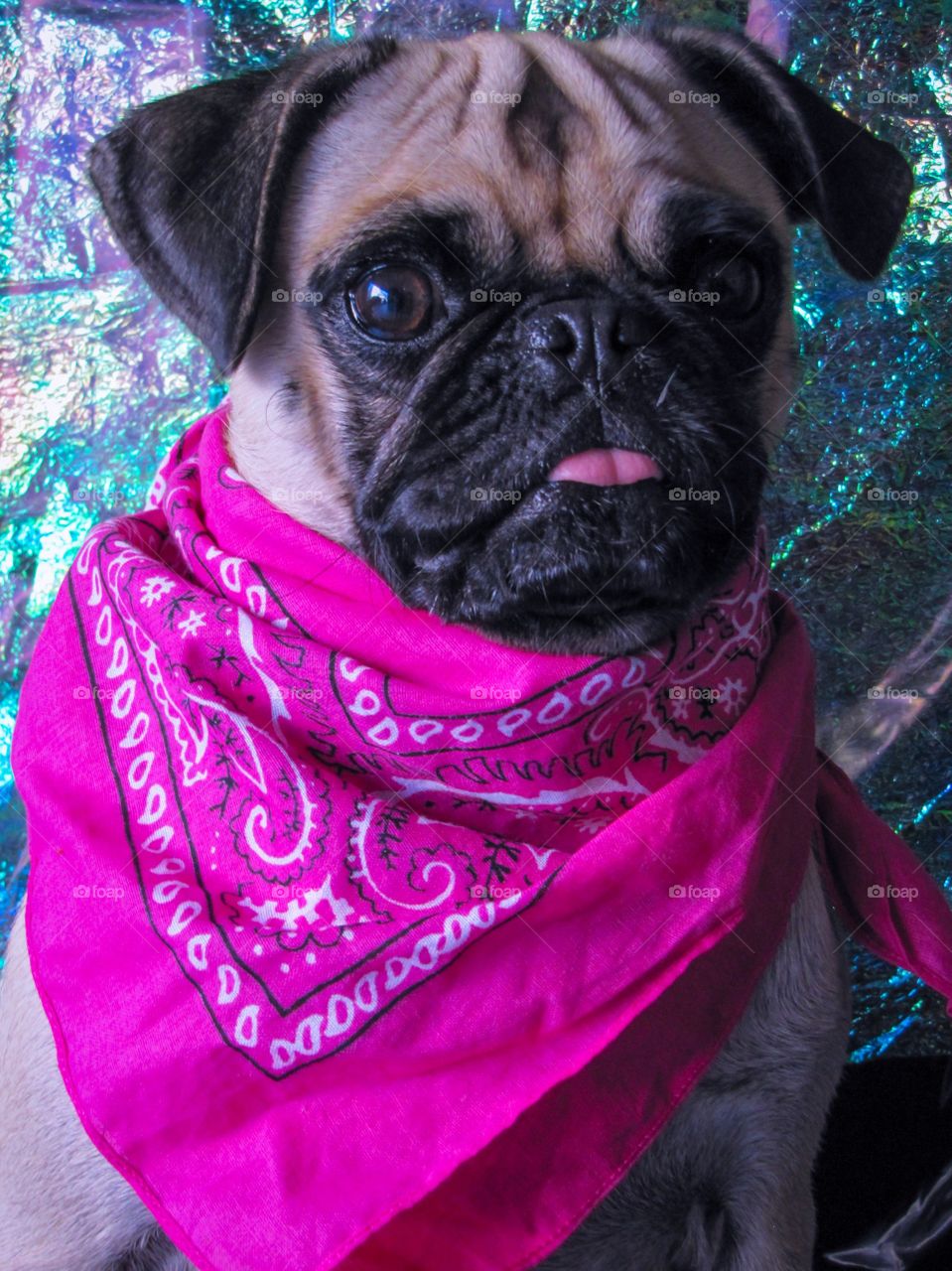Pug with bandana 