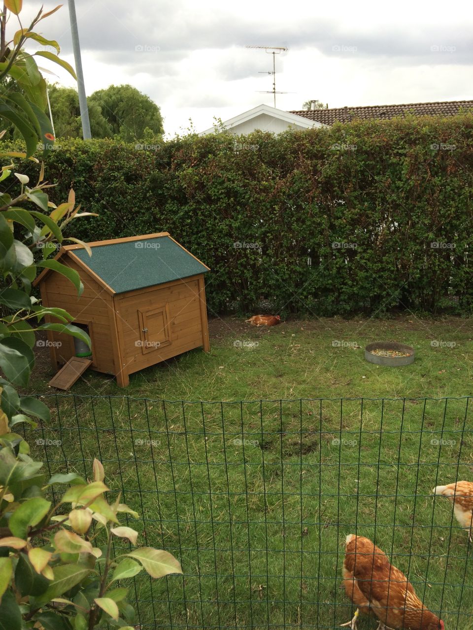 Chicken house 