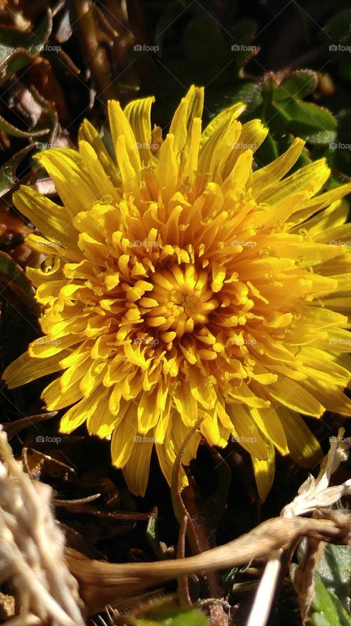 Bright Dandelion