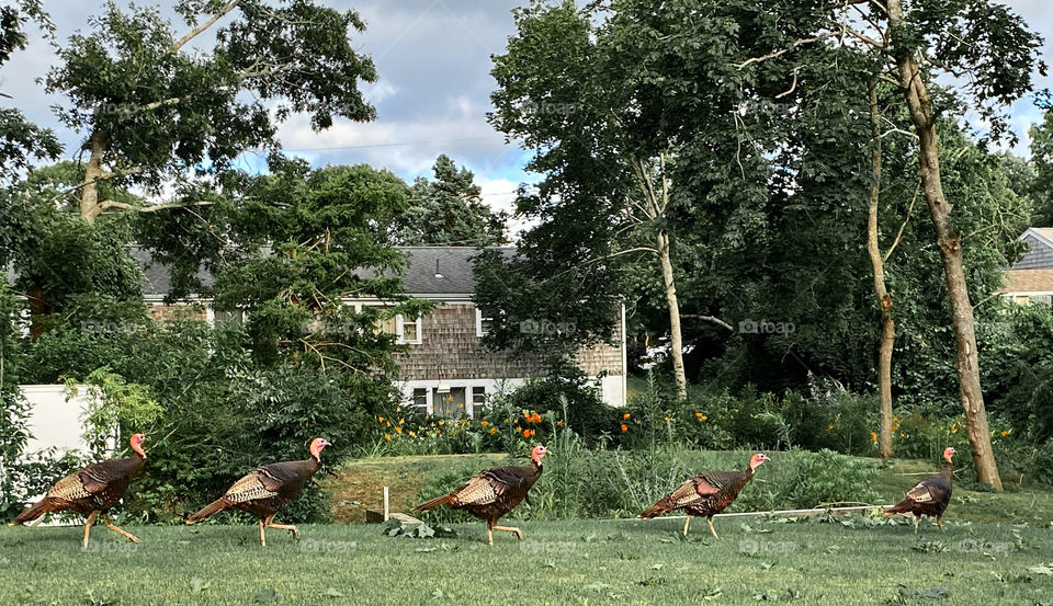 Turkey parade, Abbey Road style 