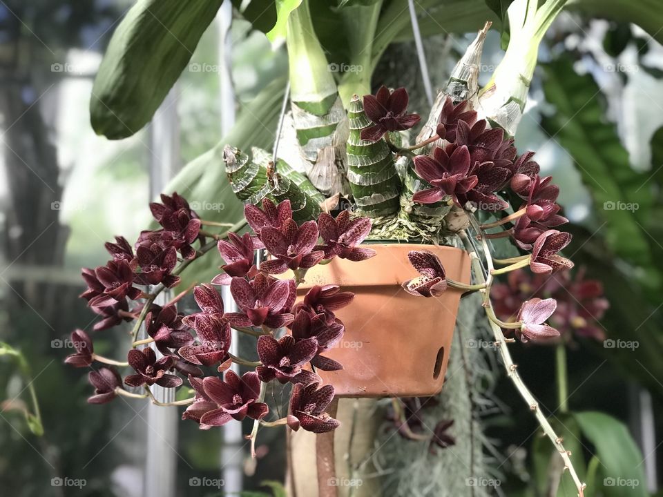 Hanging pot