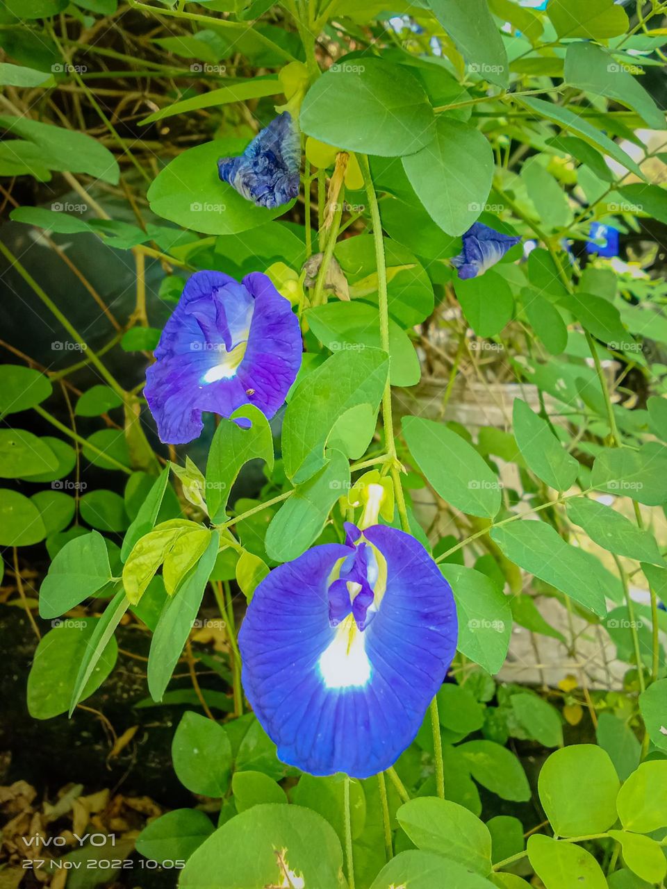 the beauty of flowers in Indonesia