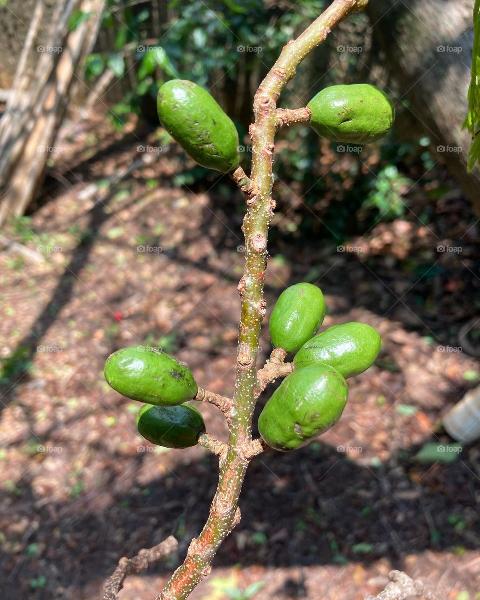 Seriguelas! São frutas brasileiras deliciosas. 