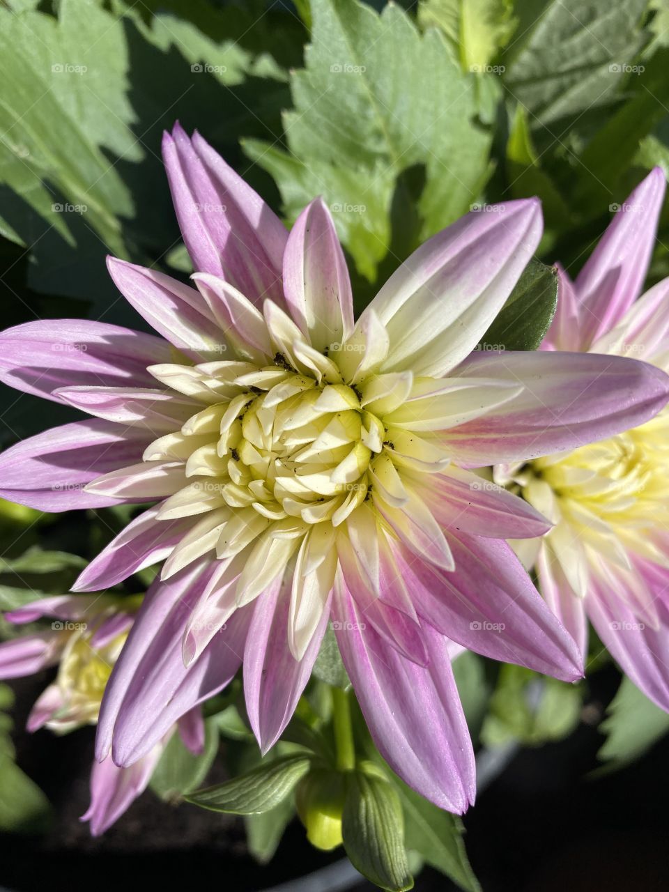 Dahlia spring garden cream and pink