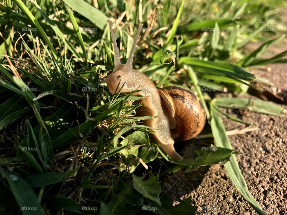 Morning climb of snail 