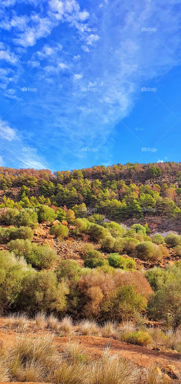 Serene Forest Landscape Under a Clear Blue Sky