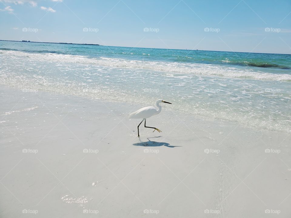 Snow egret on the beach