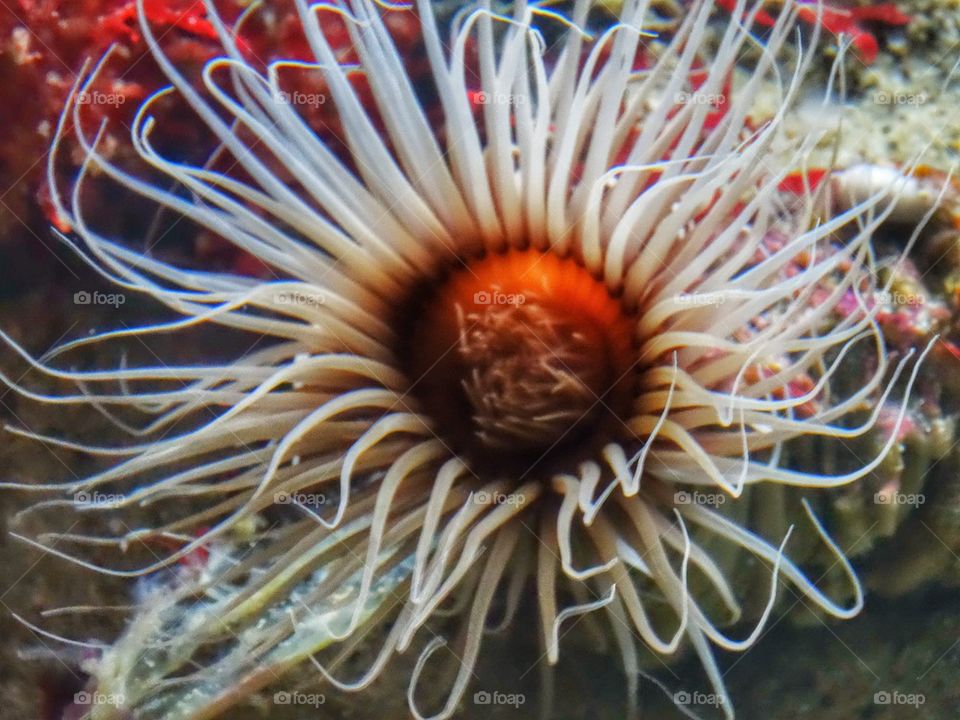 Flower-Like Sea Anenome. Delicate Brilliantly Colored Sea Anemone
