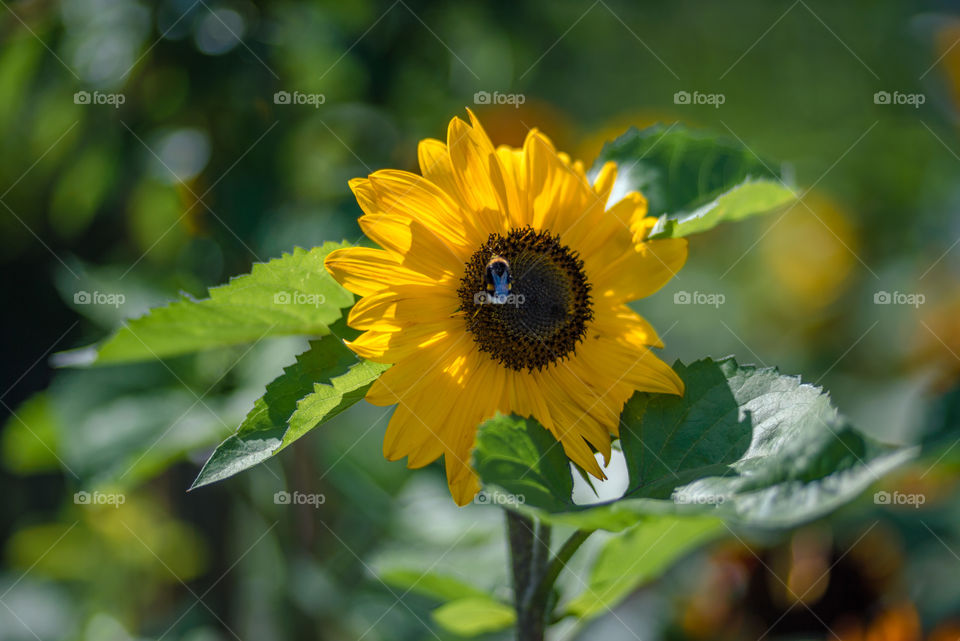 sunflowers bees and bumblebees