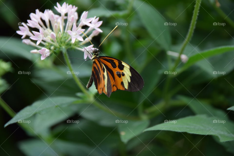 Edelfalter auf Blüte