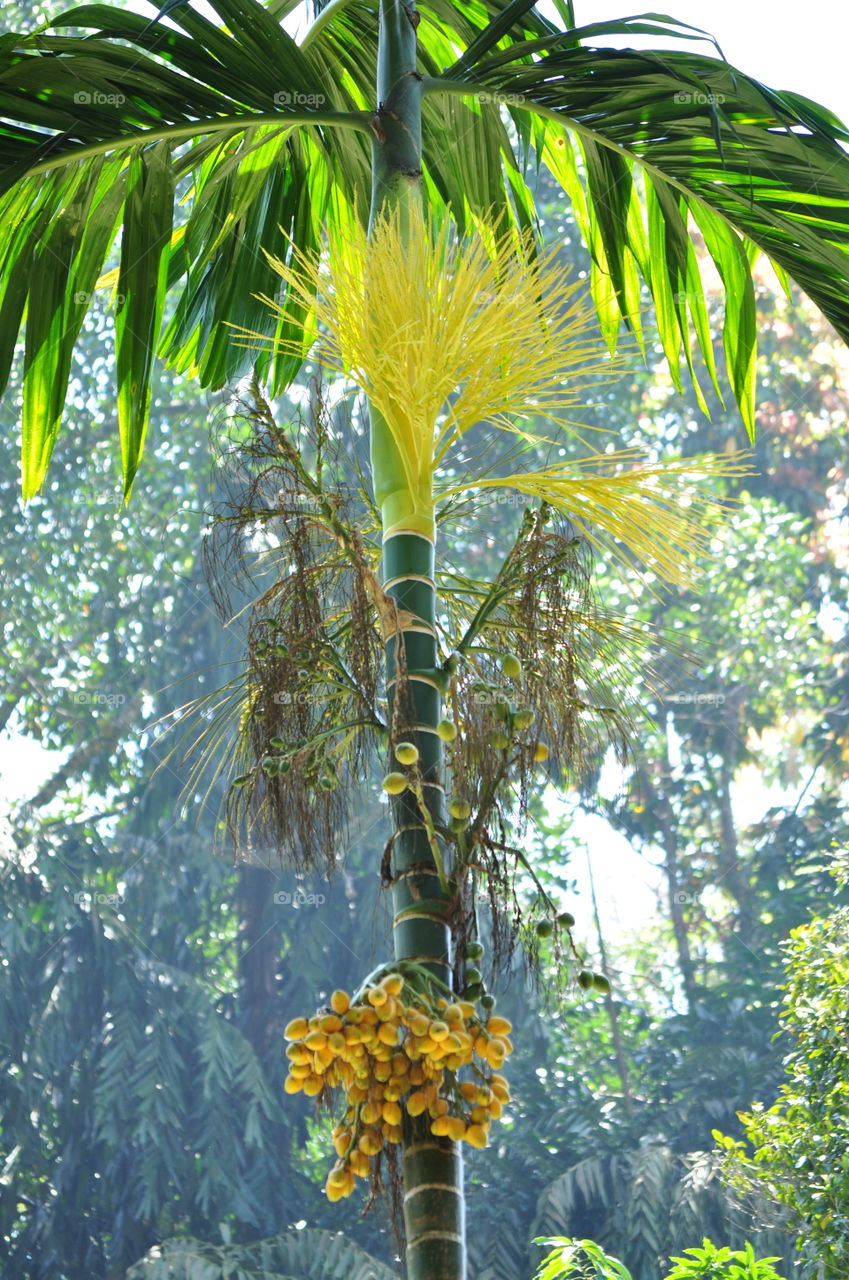 sri lankan areca palm with flower