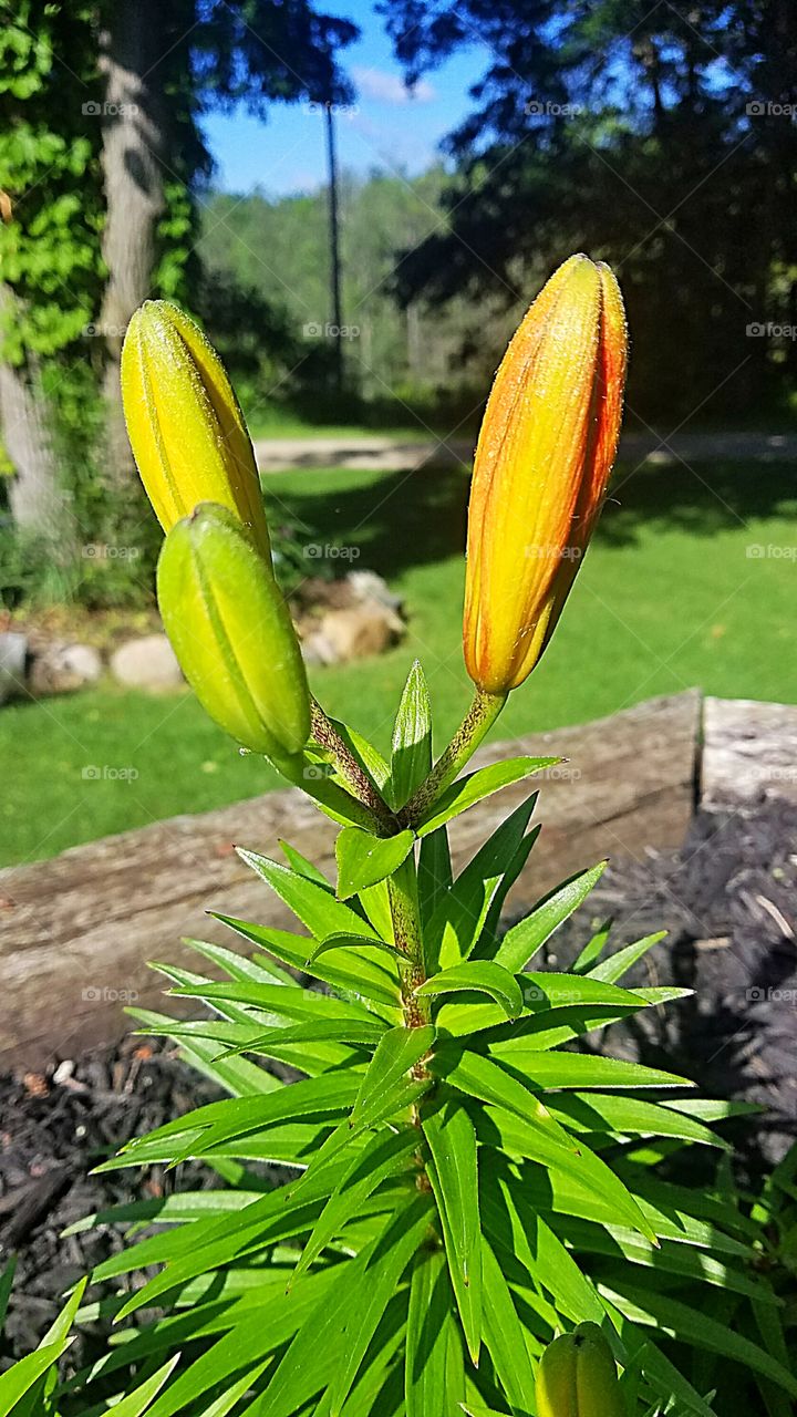 lily about to bloom