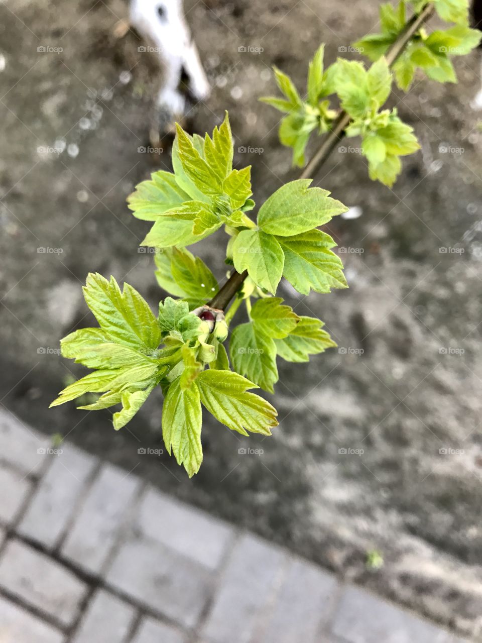 Spring tree 