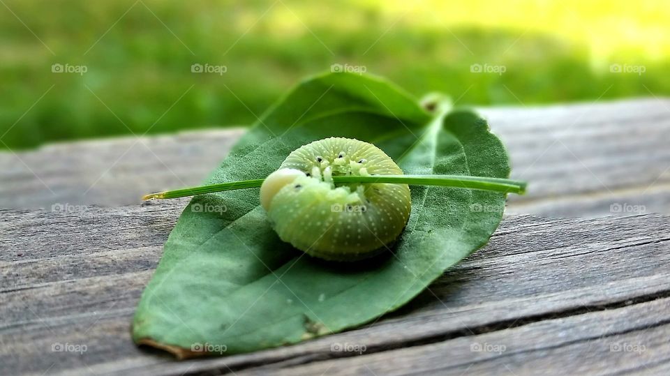 One green caterpiller on a leaf.