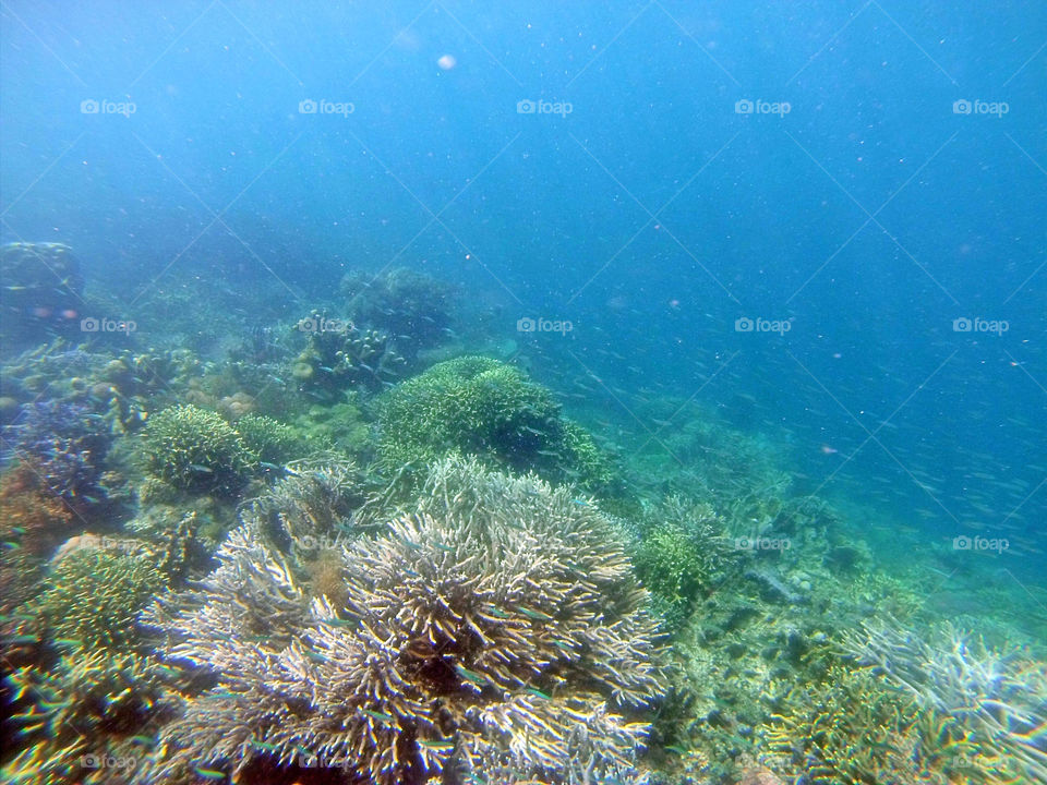 coral and fishes underwater