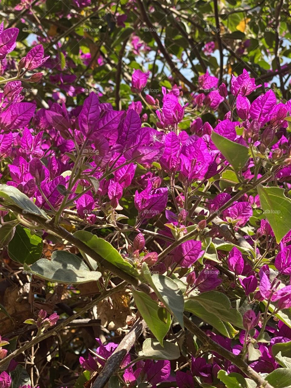 Purple flowers and green leaves 