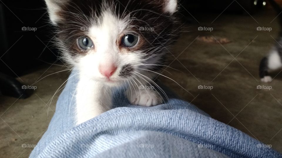 Curious Kitten