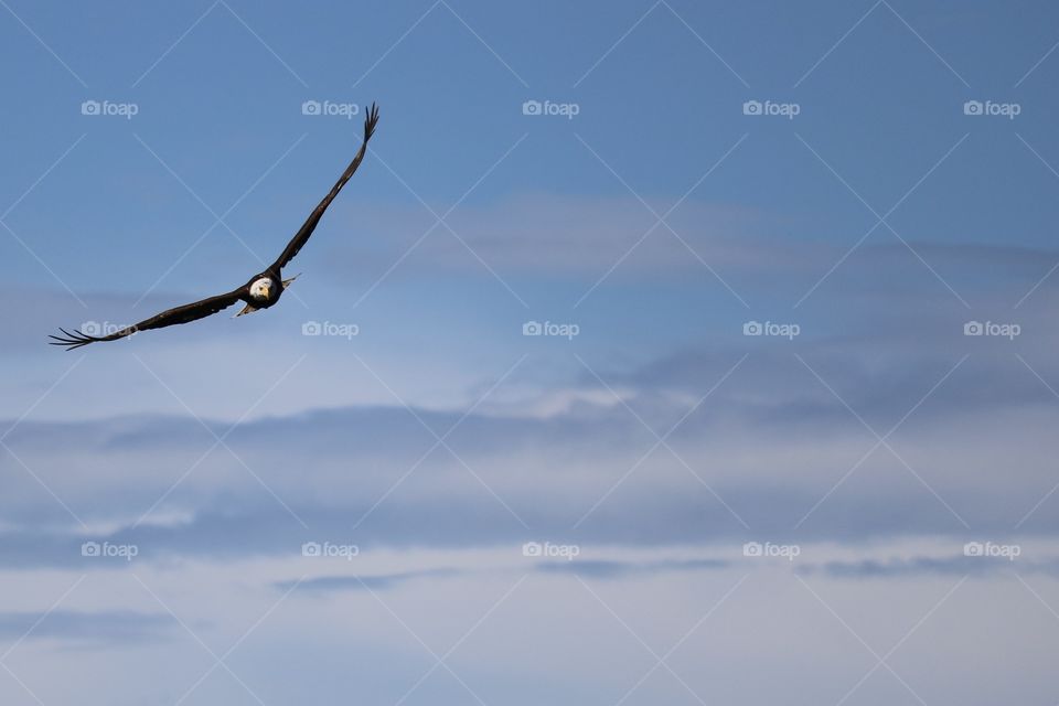 Mature bald eagle flying through a blue sky, look at that beautiful blue background! 