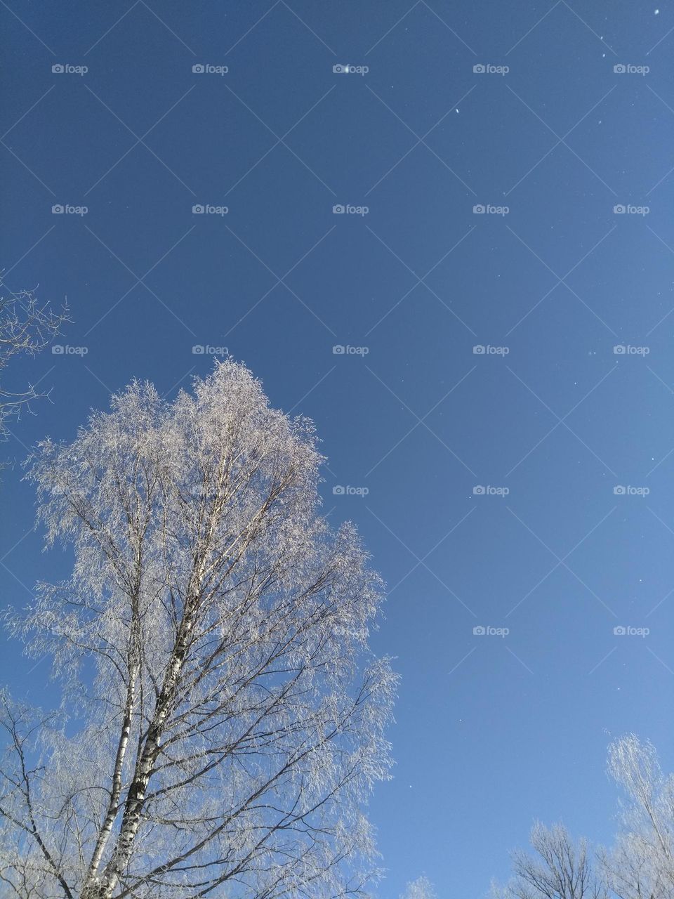 winter nature snowy tree blue sky background