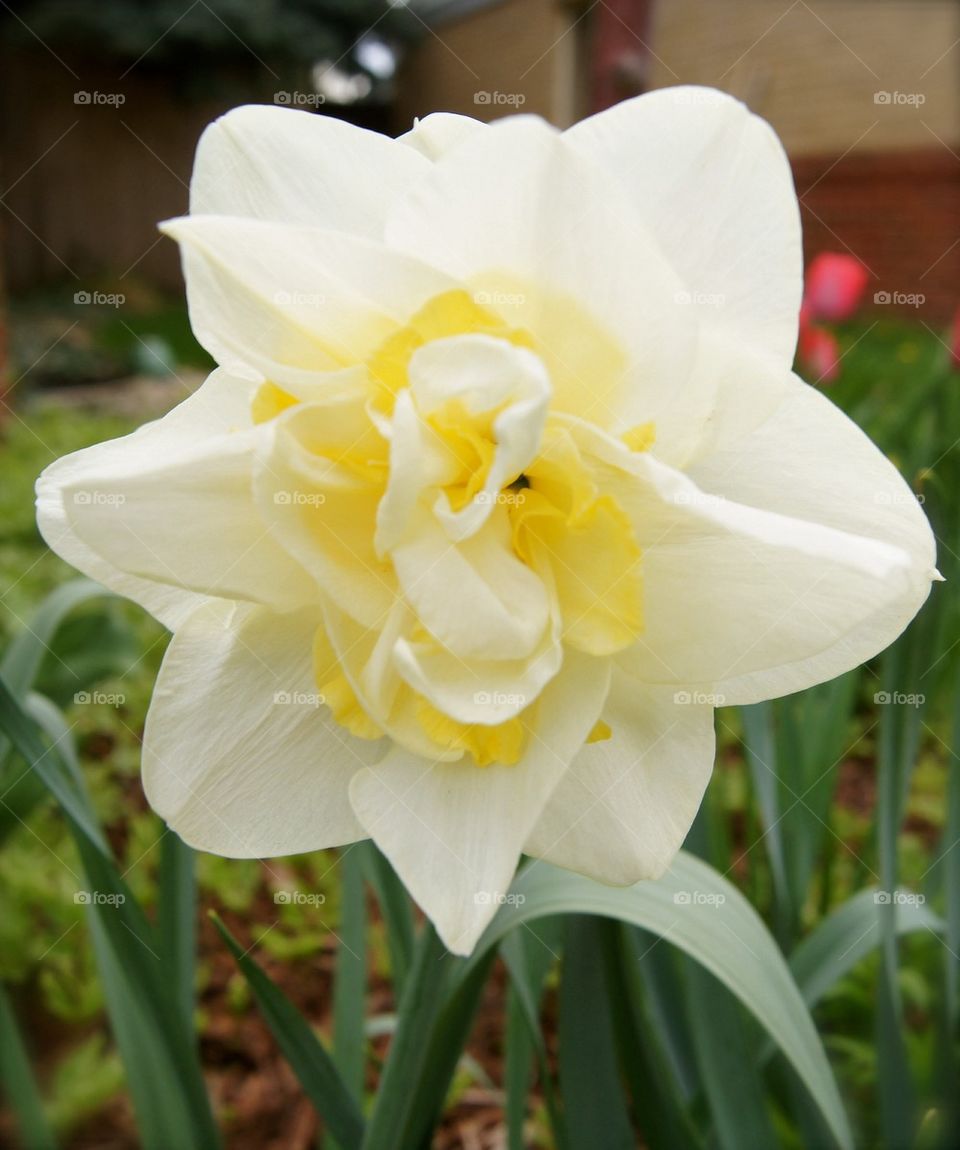 Daffodil