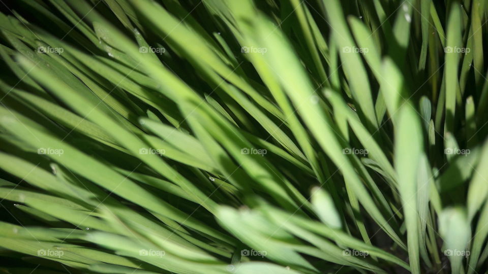 grass