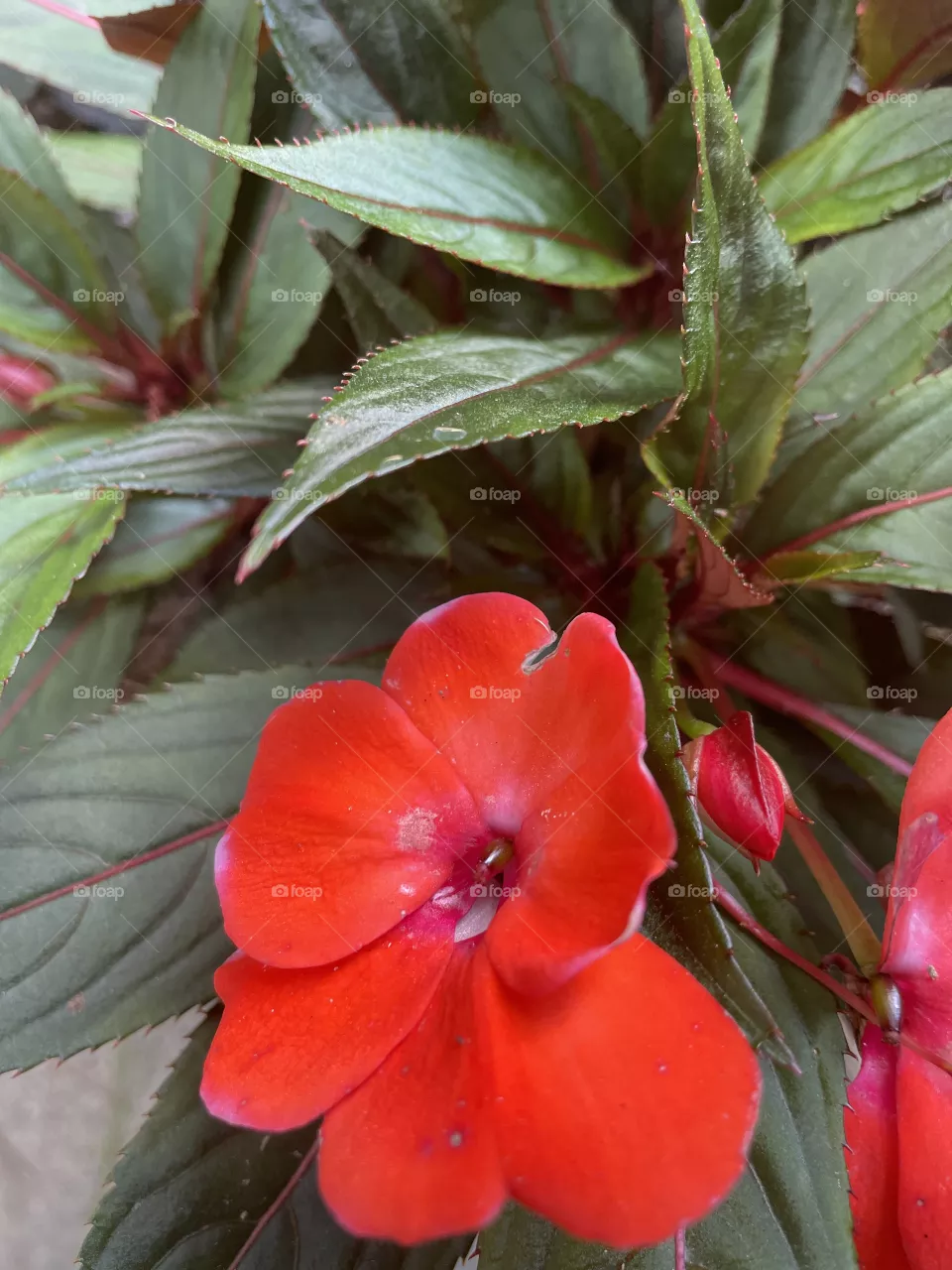 Red and green 