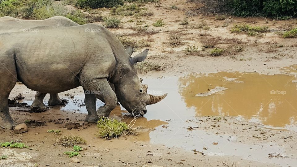 Rhino drinking