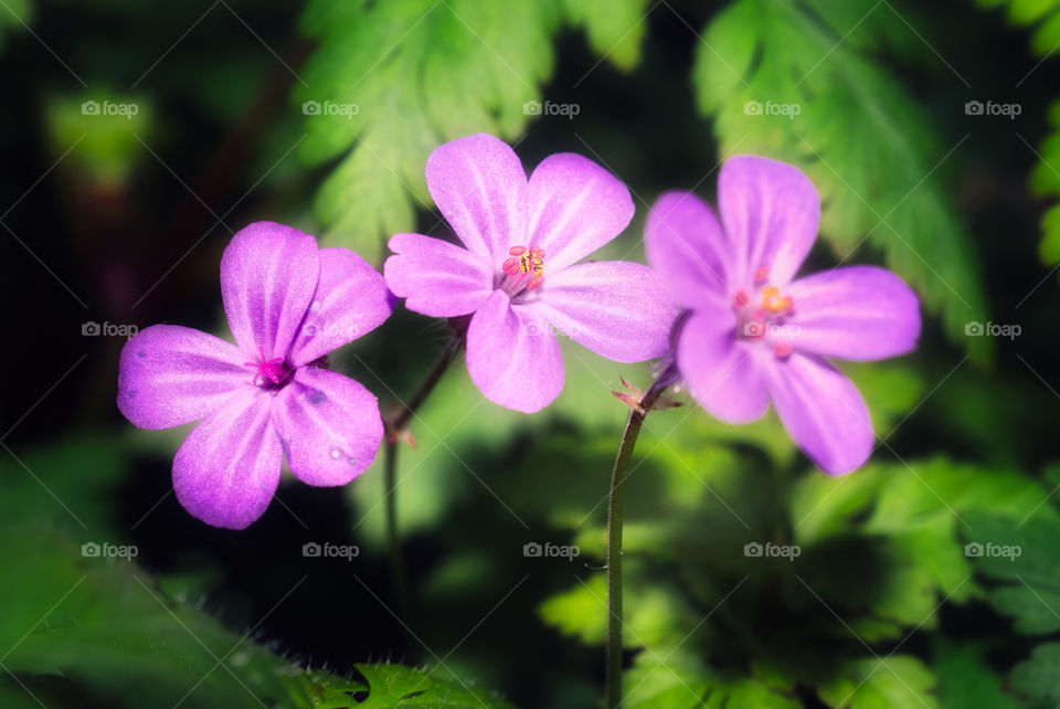 Trio flowers