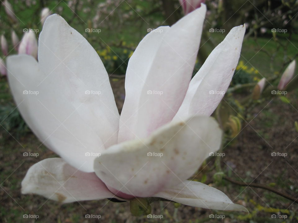 Flower, Nature, No Person, Garden, Leaf