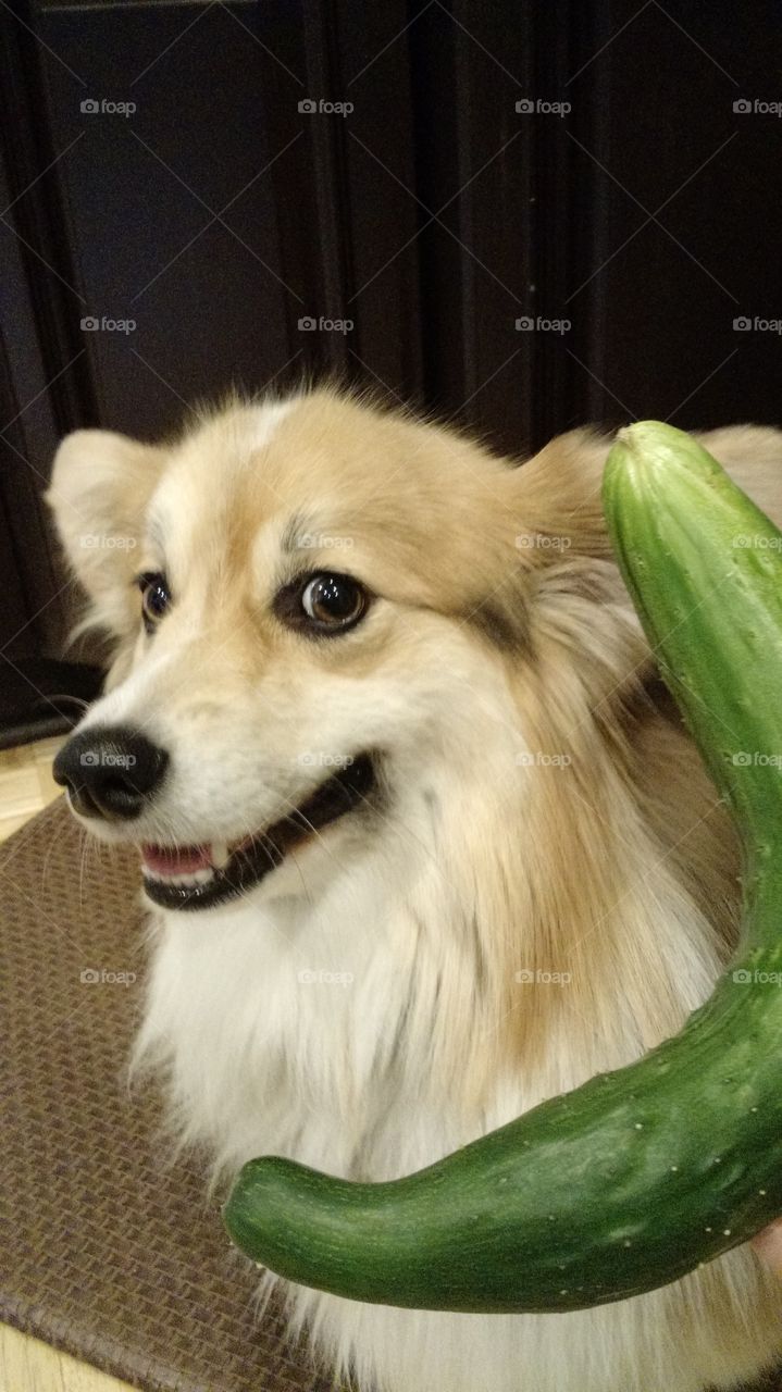 cucumber phone. corgi talk