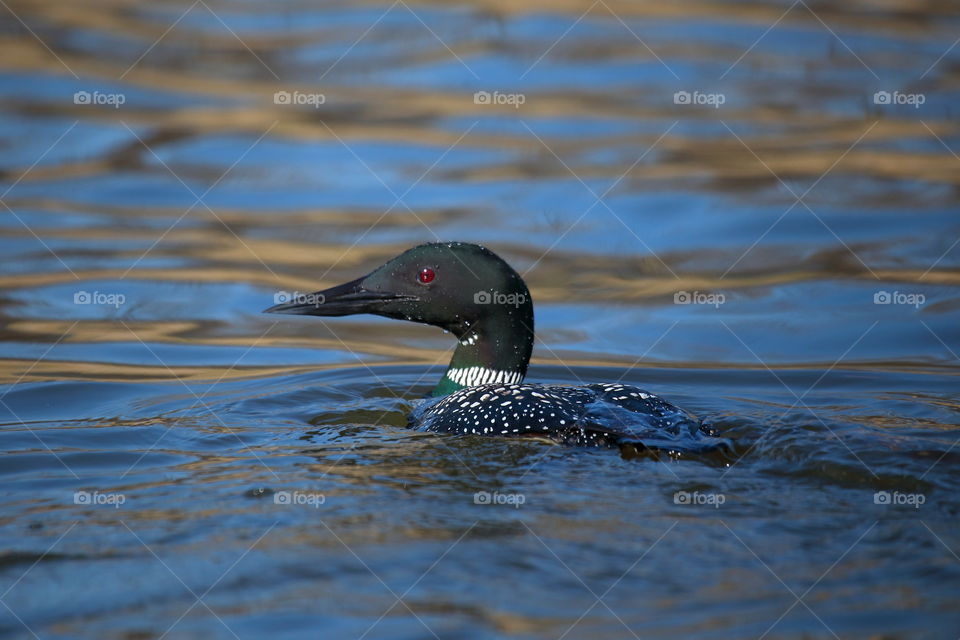 common loon
