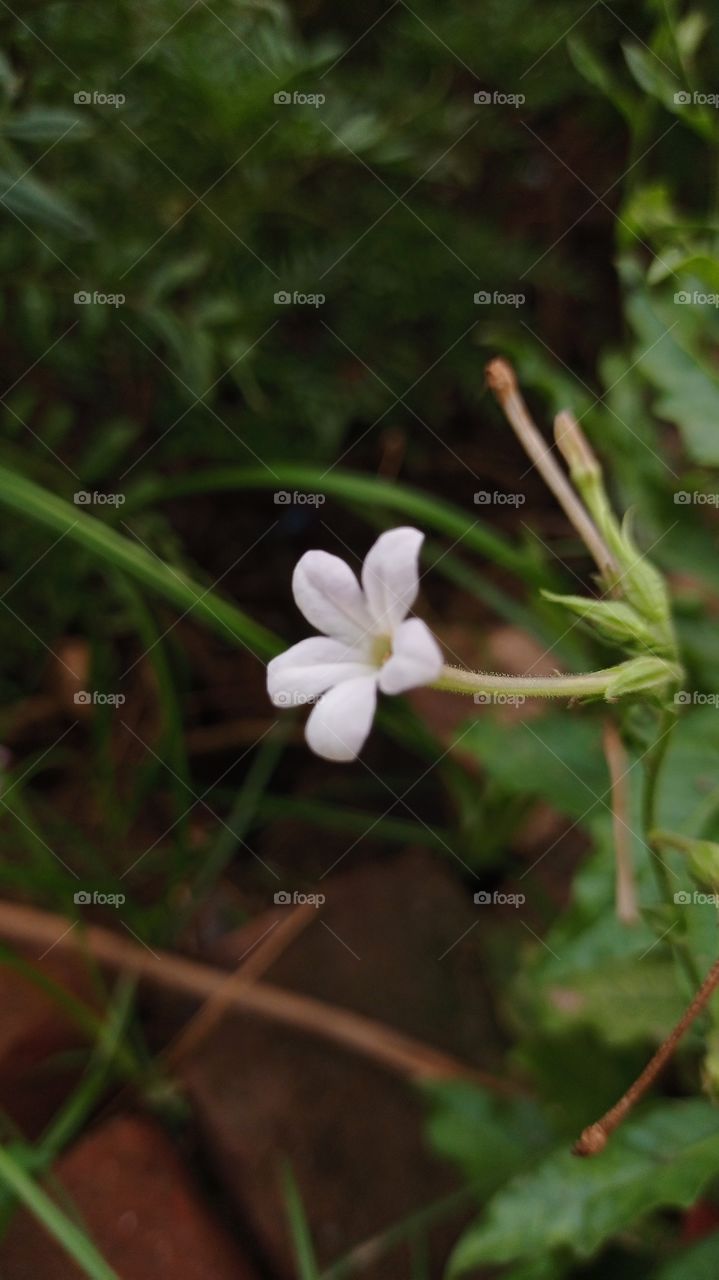 White flower