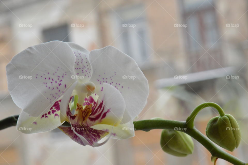 Close-up of white orchid