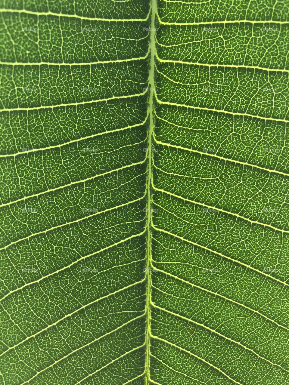 Leaf of Plumeria