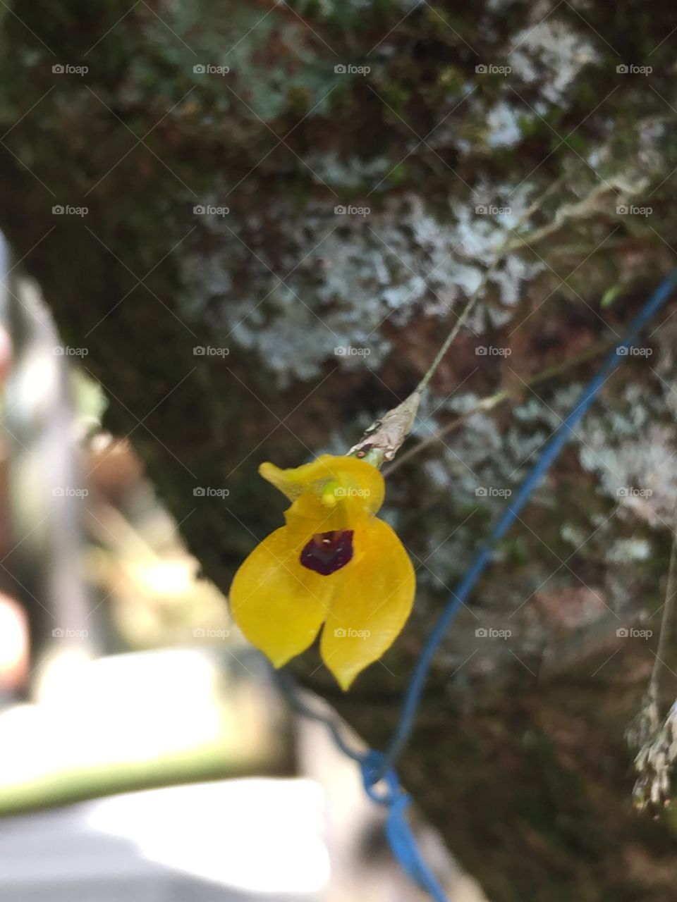 Miniature orchid 