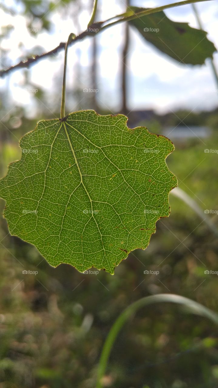 A beautiful aspen leaf in forest against the sun. Closeup photo.