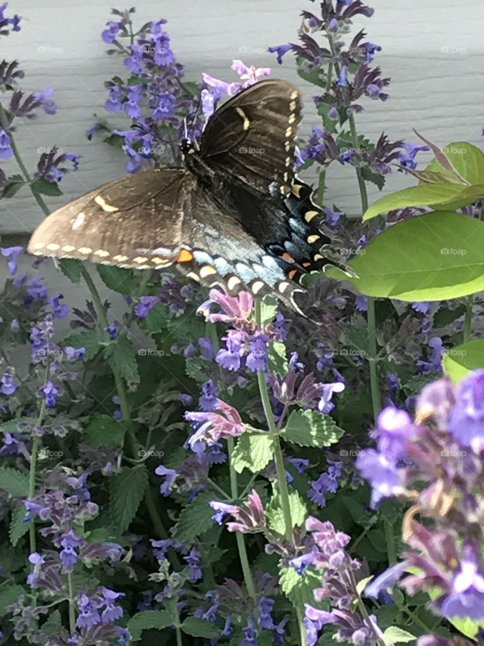 Swallowtail butterfly 