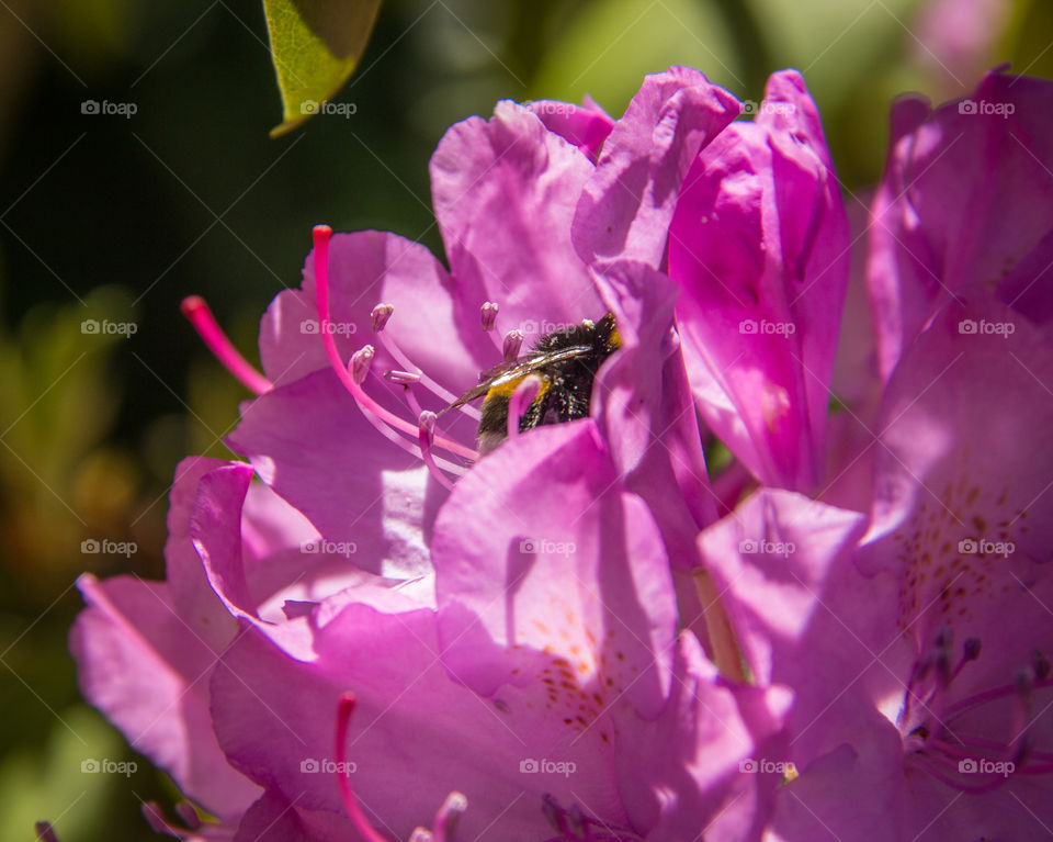 Busy bee  in the summer sun 