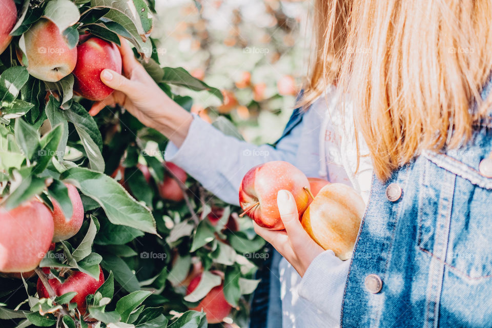 Girl in the denim jacket is picking apples in the garden 
