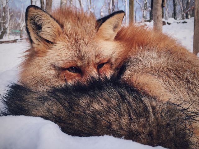 close-up of fox