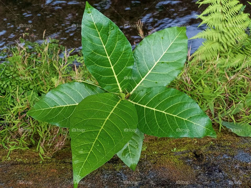 Portrait of a green leaf growing on a rock with moss. Large leaves with light veins located in the center, have a pointed shape and a glossy surface