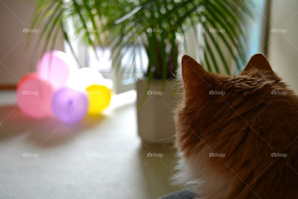 No Person, One, Cat, Portrait, Blur