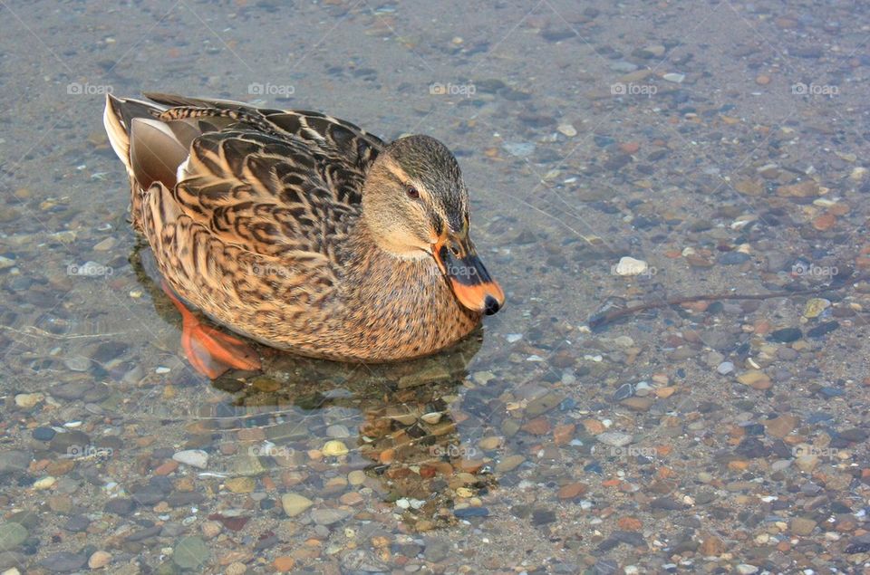 Duck swimming