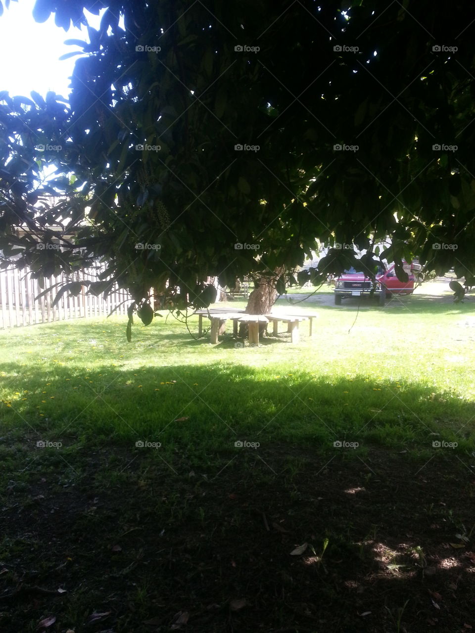 looking from the shadows