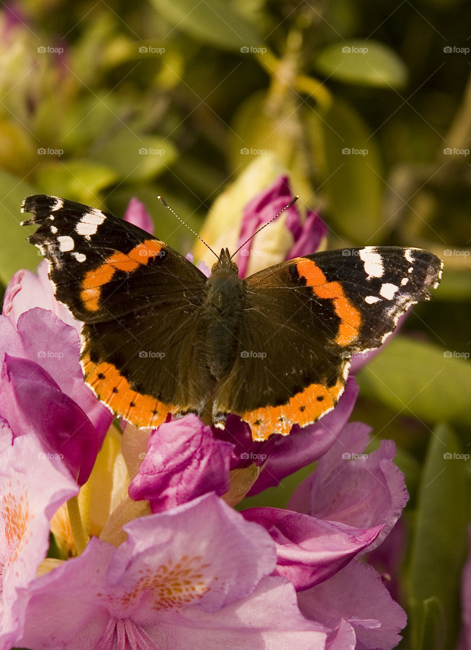 Vanessa atalanta