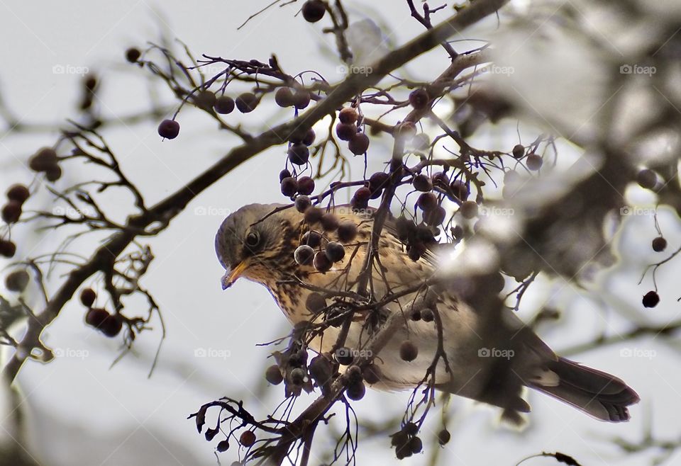 Fieldfare